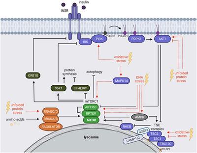 mTORC1 Crosstalk With Stress Granules in Aging and Age-Related Diseases